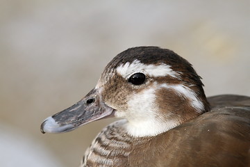 Image showing female mandarin duck portrait