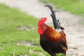 Image showing colorful rooster coming towards camera