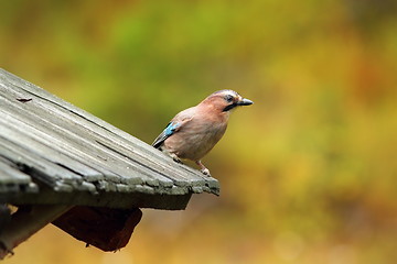 Image showing eurasian jay on traditional roof