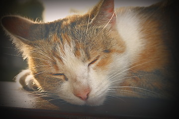 Image showing vintage portrait of a cat