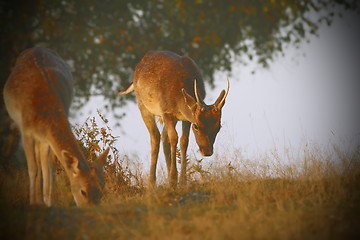 Image showing fallow deers with instagram effect