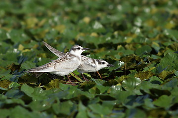 Image showing juveniles whiskered tern