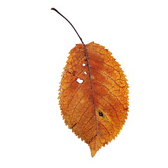 Image showing isolation of a beautiful faded cherry leaf