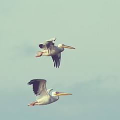 Image showing pelicans in flight with vintage effect