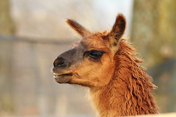 Image showing llama head close-up 