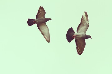 Image showing two pigeons over the sky