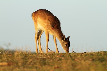 Image showing young fallow deer grazing