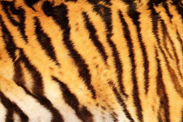 Image showing beautiful tiger textured fur