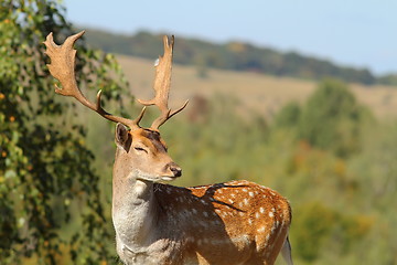Image showing portrait of a male fallow deer