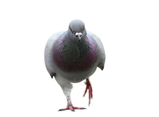 Image showing isolated pigeon coming towards camera
