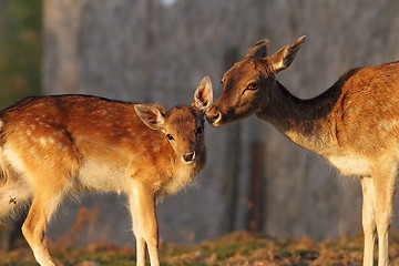 Image showing fallow deer doe and her baby