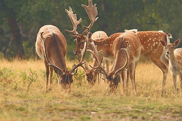 Image showing fallow deer males herd