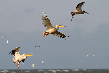 Image showing pelicans flying in formation 