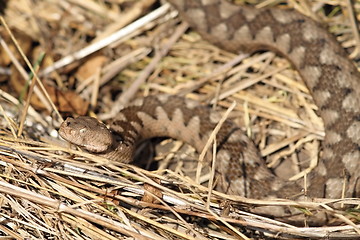 Image showing beautiful camouflage pattern of vipera ammodytes