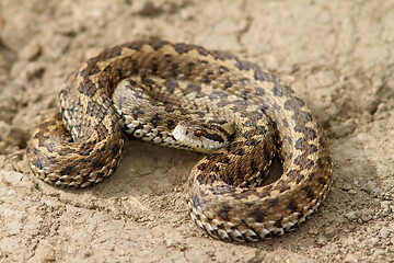 Image showing hungarian meadow viper closeup