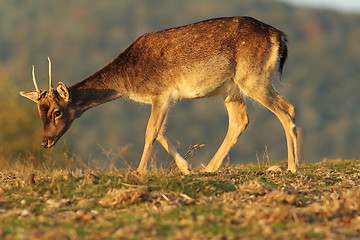 Image showing young fallow deer buck in beautiful light