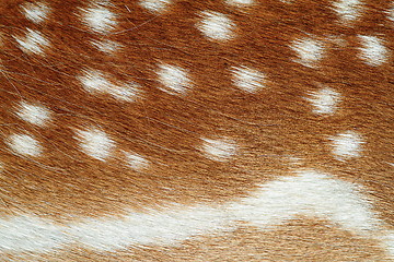 Image showing beautiful texture of fallow deer pelt