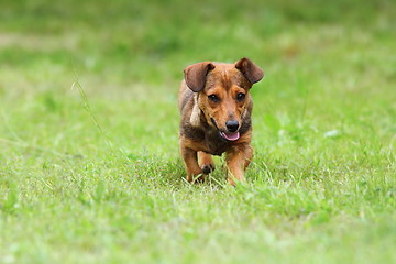 Image showing small dog running on green lawn
