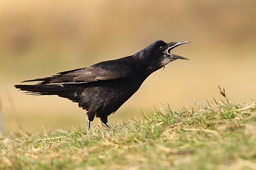 Image showing black crow singing