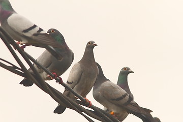 Image showing flock of pigeons standing on electric wire