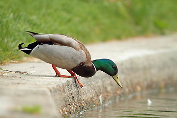 Image showing mallard drake preparing to jump