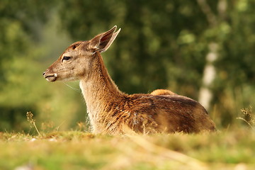 Image showing deer calf standing on meadow