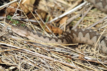Image showing european sand viper camouflaged in situ
