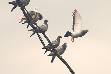 Image showing pigeons on electric wire