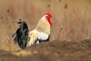 Image showing colorful rooster walking near the farm