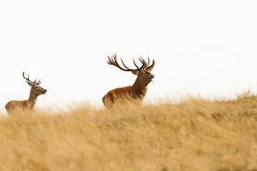 Image showing big stag on the hill