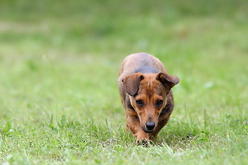 Image showing little dog coming towards the camera 