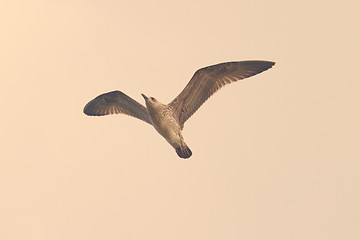 Image showing vintage style image of a gull