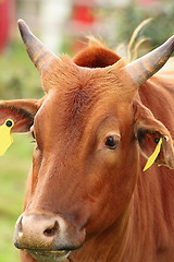 Image showing zebu head closeup