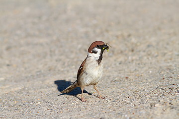 Image showing house sparrow catching a grasshopper 