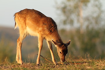 Image showing deer calf grazing in sunset light