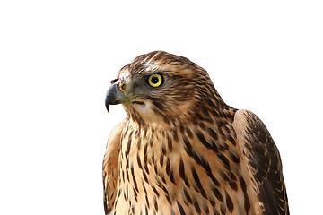 Image showing european sparrowhawk portrait over white