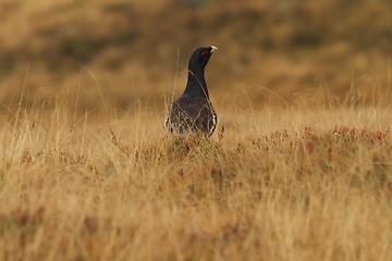 Image showing tetrao urogallus on mountain field