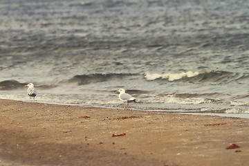 Image showing sea shore and herring gulls