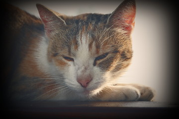 Image showing vintage style portrait of a cat