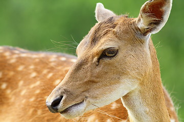 Image showing cute fallow deer doe portrait
