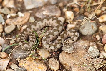 Image showing small juvenile ammodytes on the ground