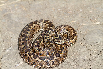 Image showing elusive hungarian meadow viper on the ground