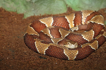 Image showing southern copperhead