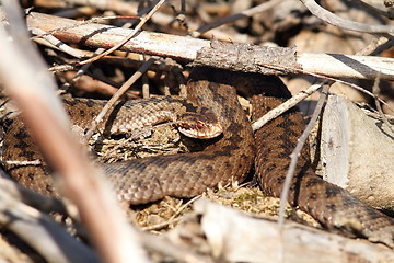 Image showing female common european adder in situ