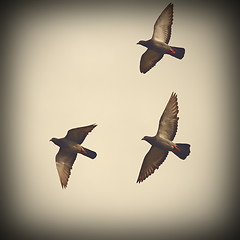 Image showing three pigeons in flight