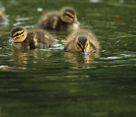 Image showing tiny little ducklings on water