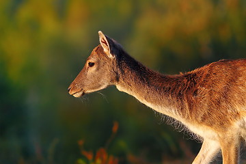 Image showing fallow deer doe 