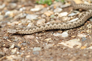 Image showing european horned viper on gravel