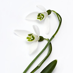 Image showing Snowdrop