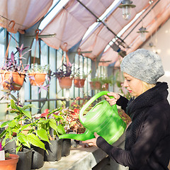 Image showing Florists woman working in greenhouse. 